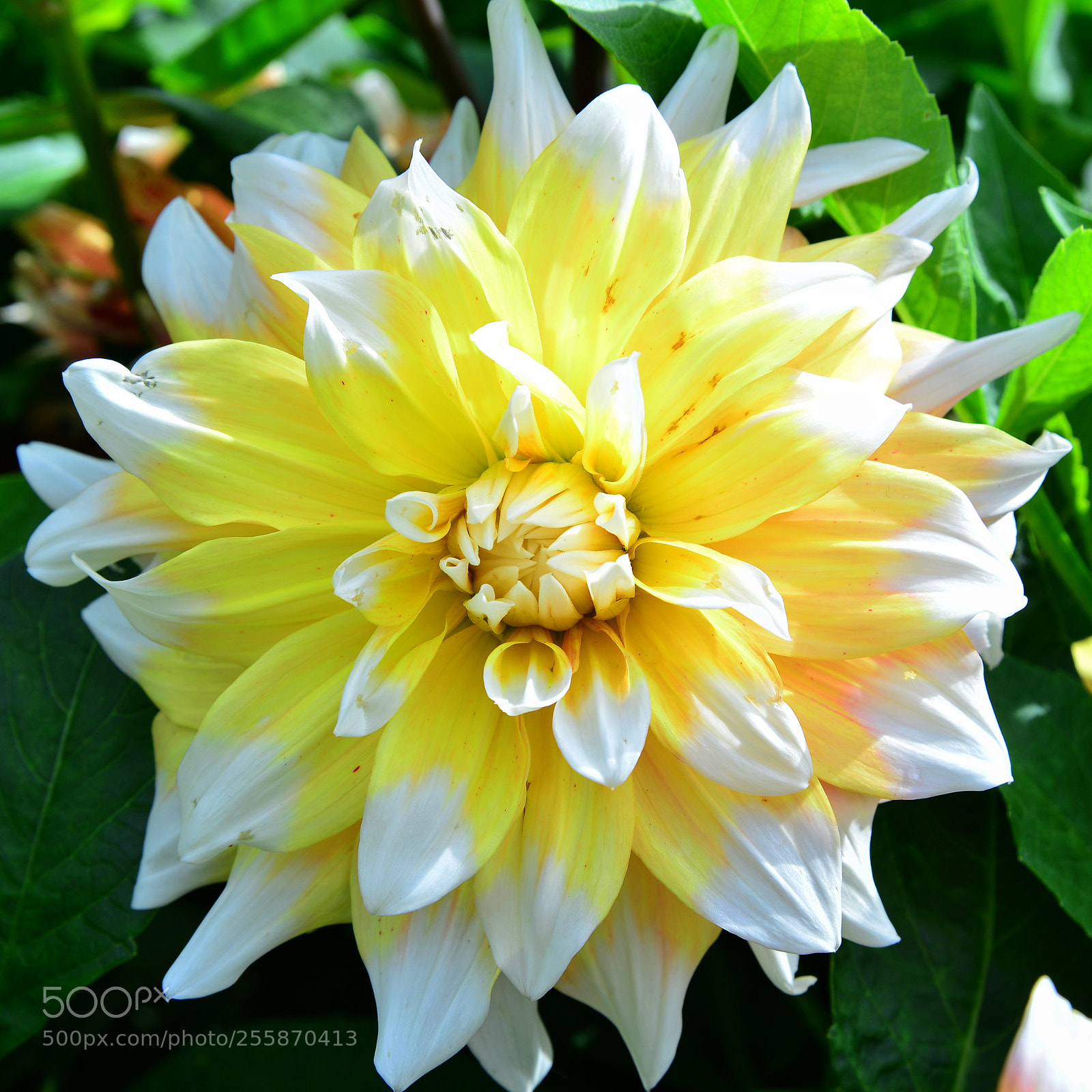 Nikon D600 sample photo. Yellow-white dahlia photography