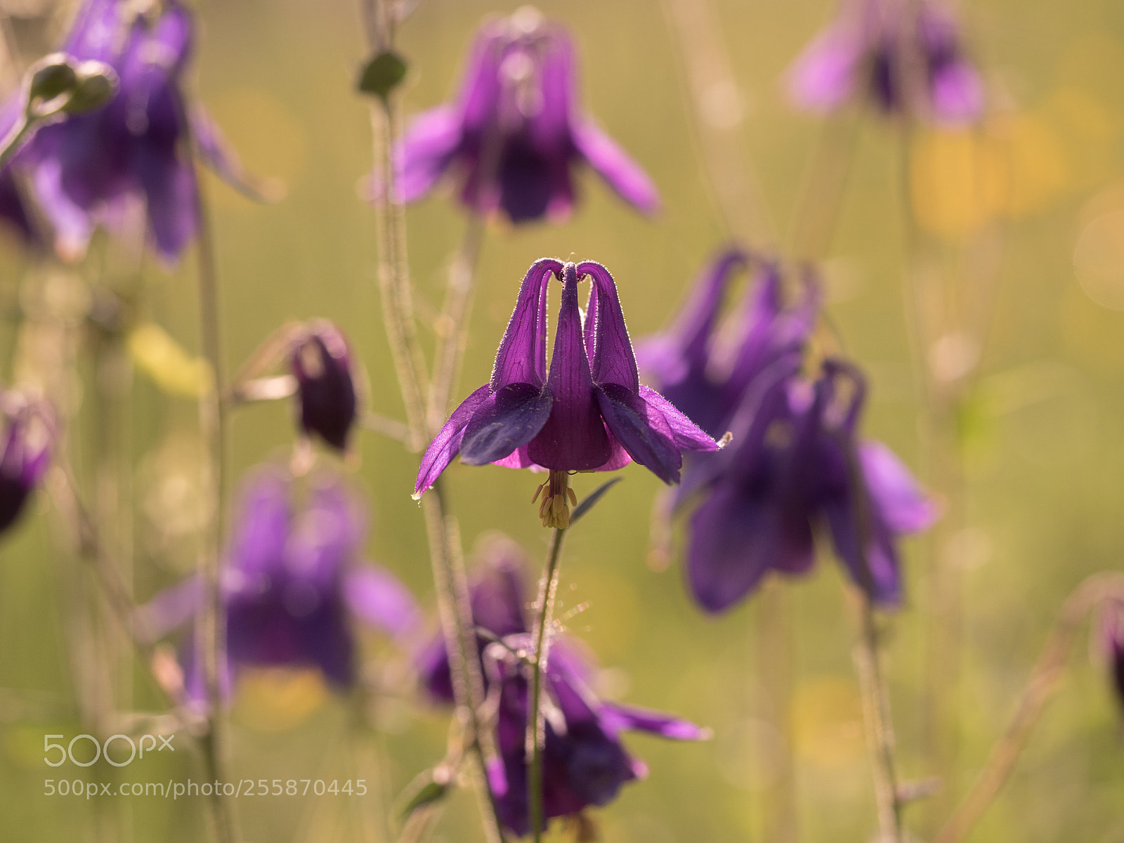 Olympus OM-D E-M5 II sample photo. Lilac field photography
