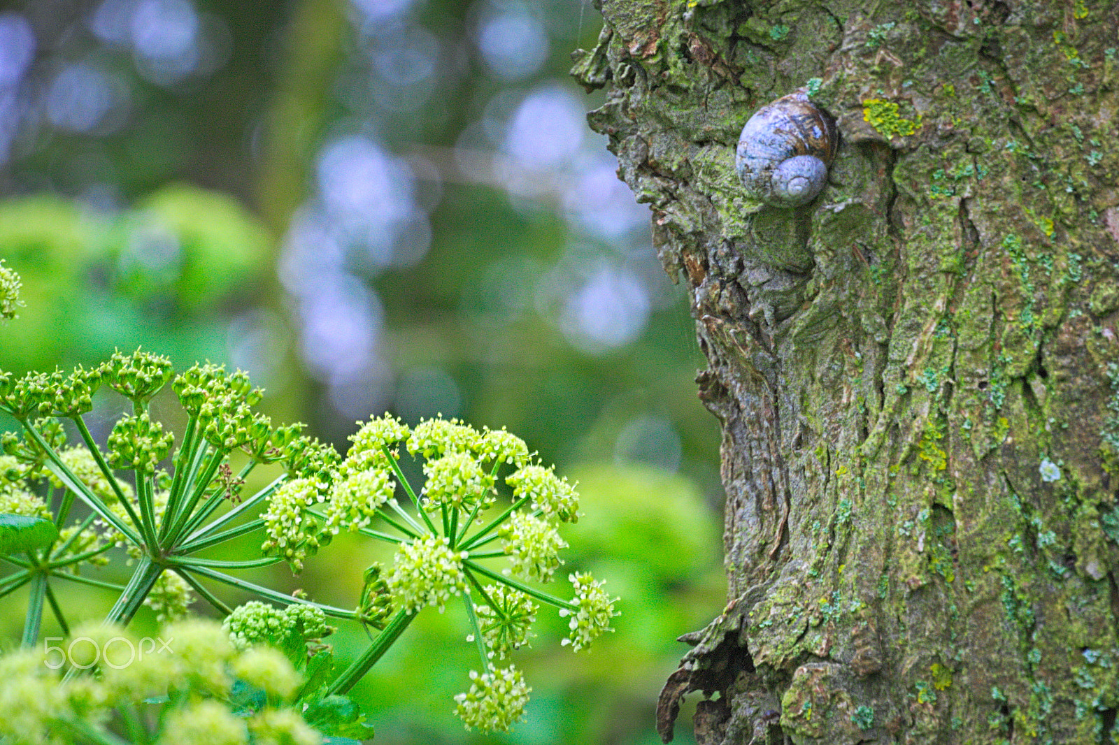 Nikon 1 V2 sample photo. Snail on tree bark with spring flowers photography