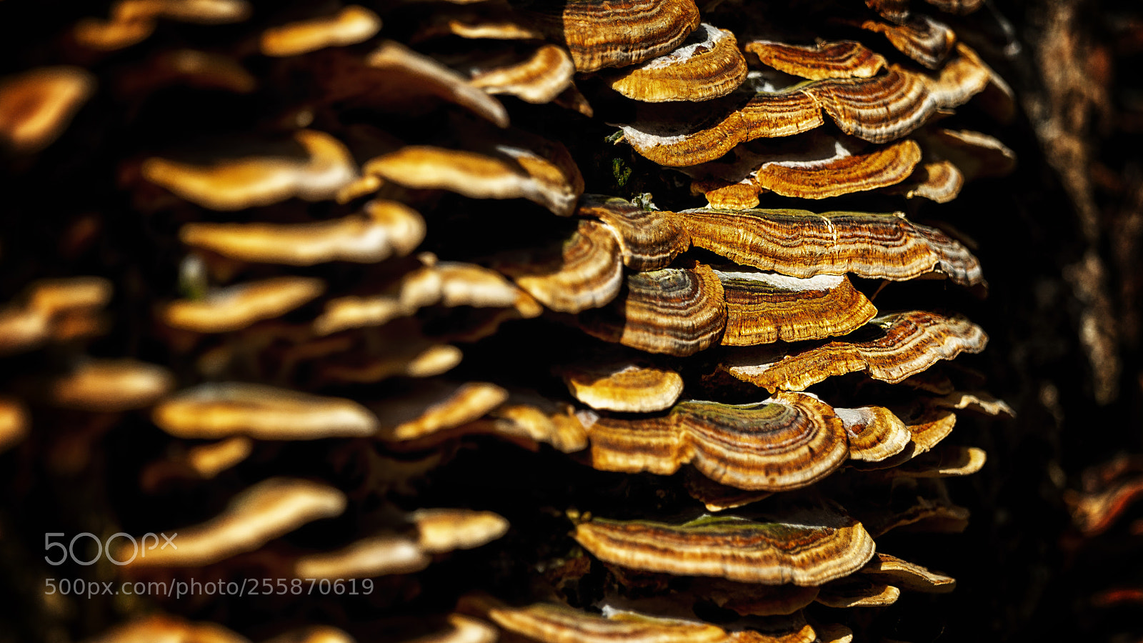 Sony SLT-A99V sample photo. Mushrooms at sunset photography