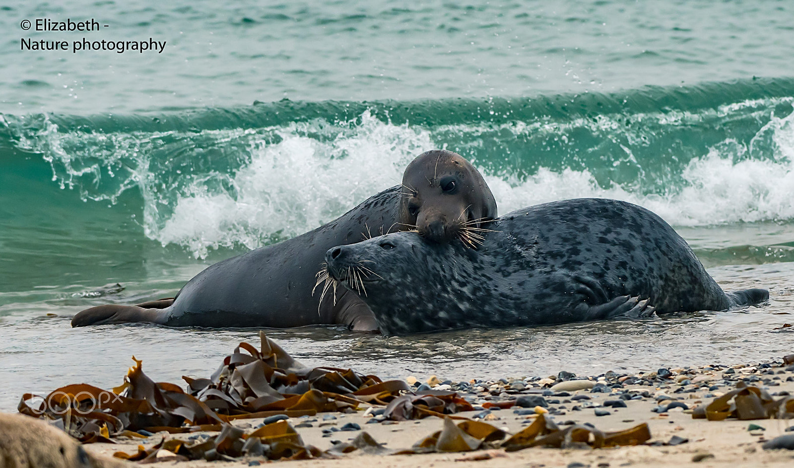 Nikon AF-S Nikkor 200-500mm F5.6E ED VR sample photo. Two grey seal bulls competing for their territory photography