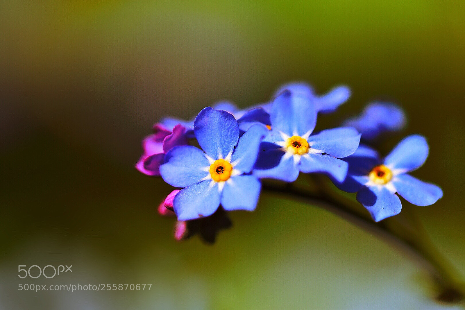 Nikon D5600 sample photo. Forget me not... photography