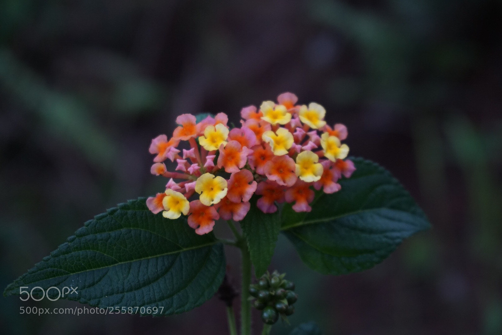 Sony a6000 sample photo. Wild flowers photography