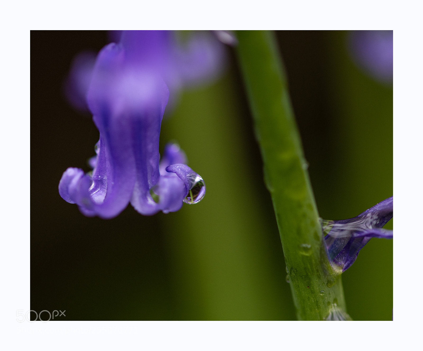 Nikon D850 sample photo. Raindrop on a bluebell photography