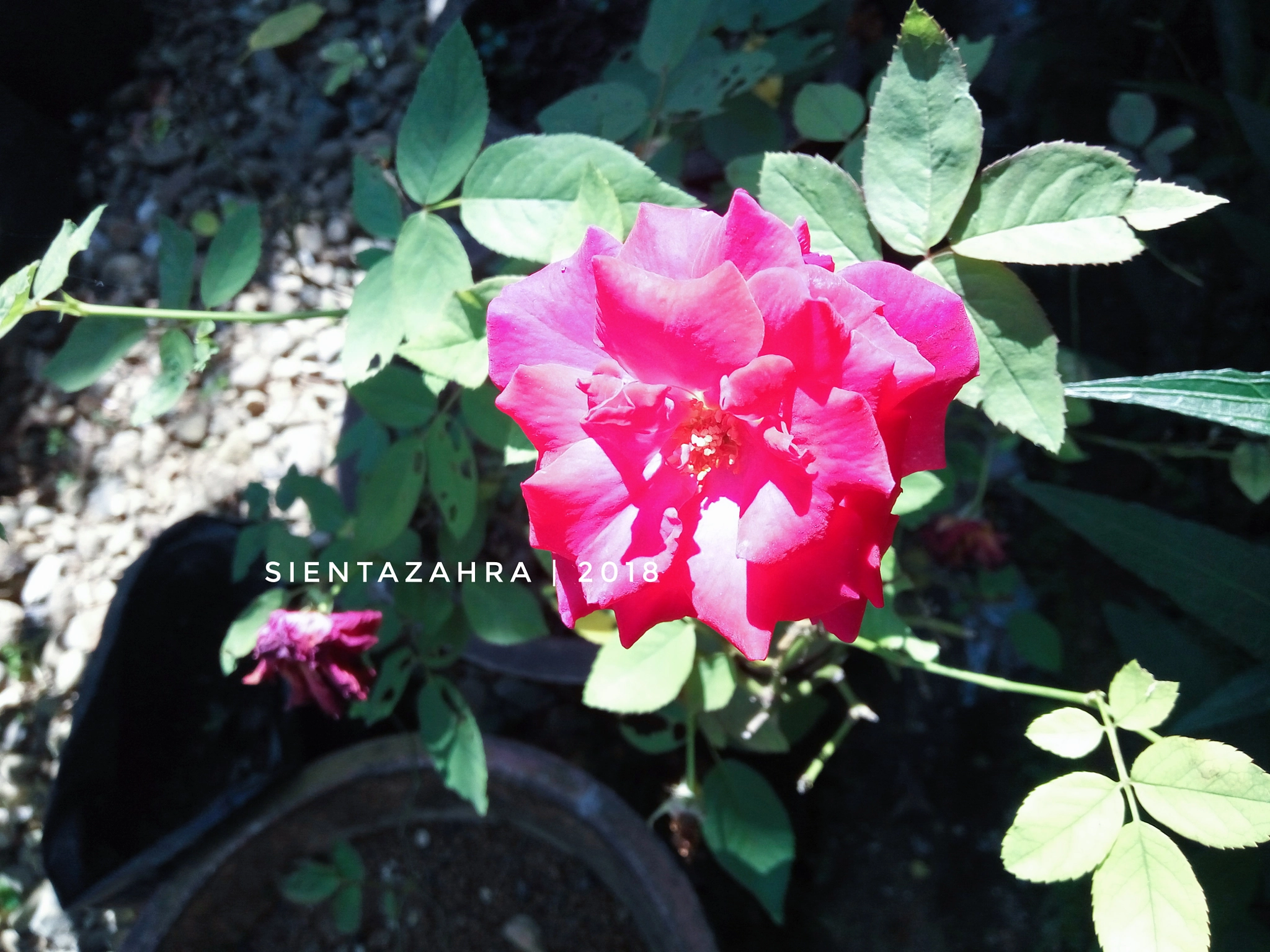 Xiaomi Redmi Note 3 sample photo. Rose 🌹 photography