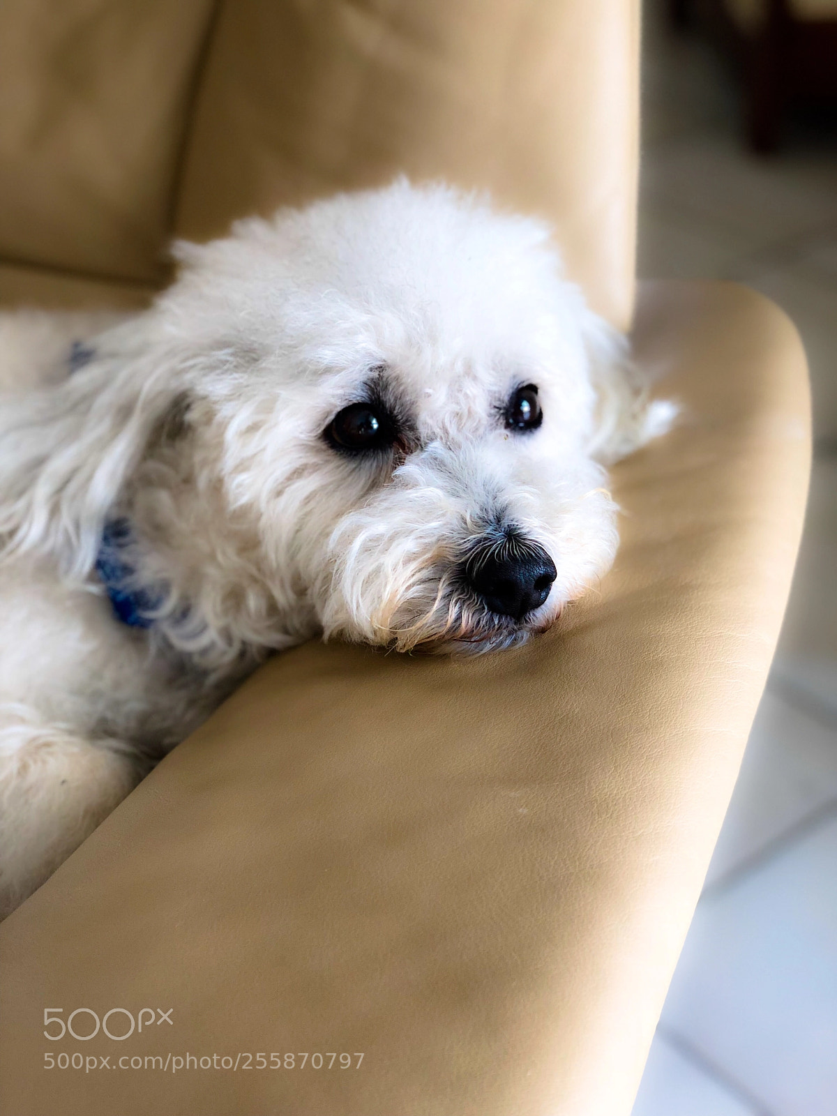 Apple iPhone X sample photo. This is lulu photography