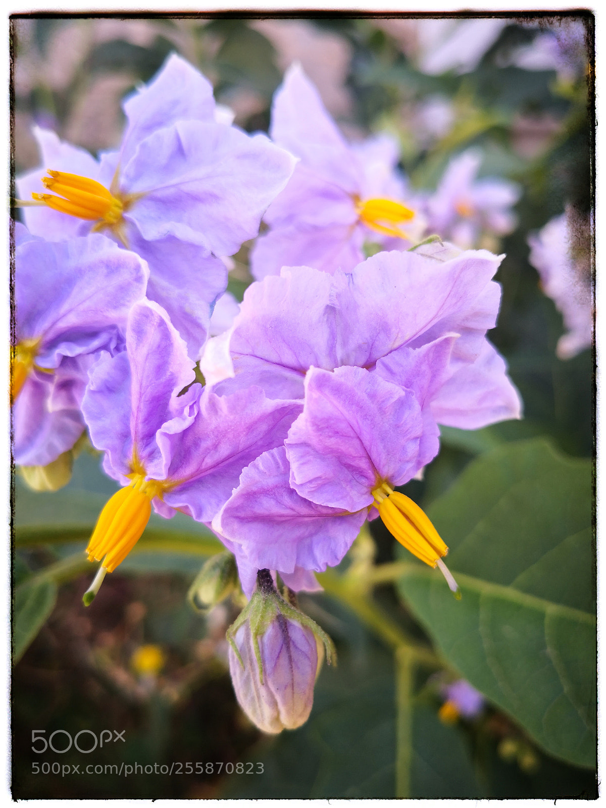 HUAWEI Mate 10 sample photo. Untitled photography