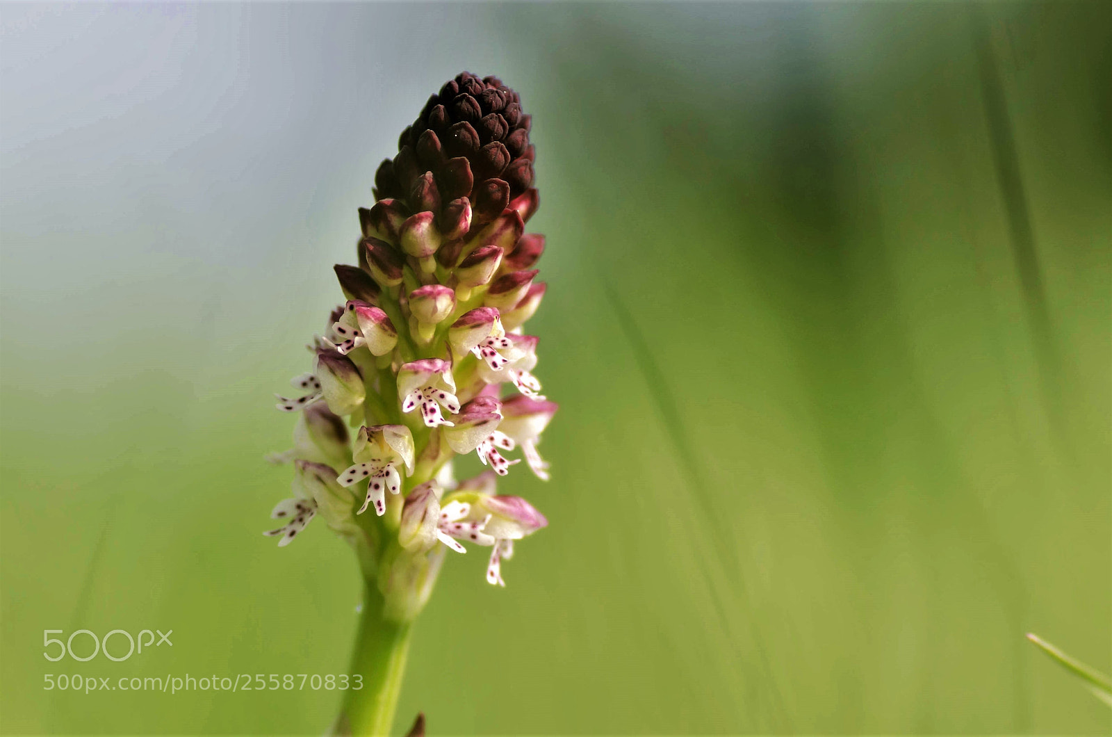 Nikon D7000 sample photo. Orchidée sauvage photography