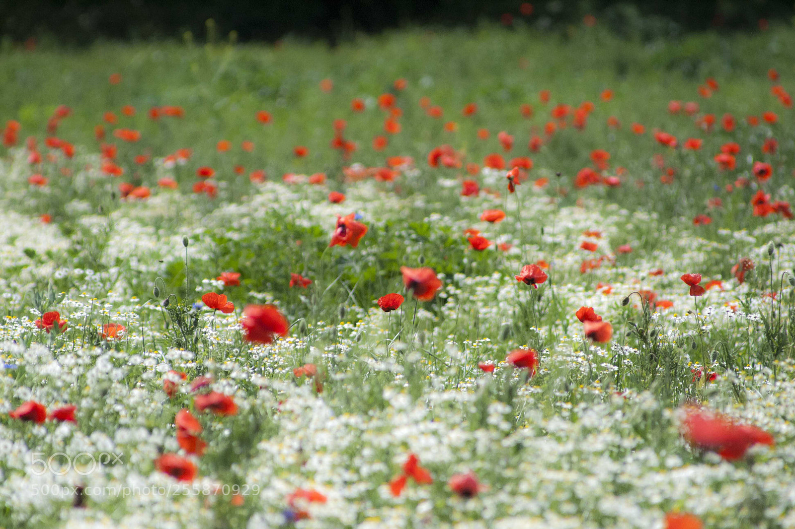 Canon EOS 400D (EOS Digital Rebel XTi / EOS Kiss Digital X) sample photo. Poppies & chamomile photography