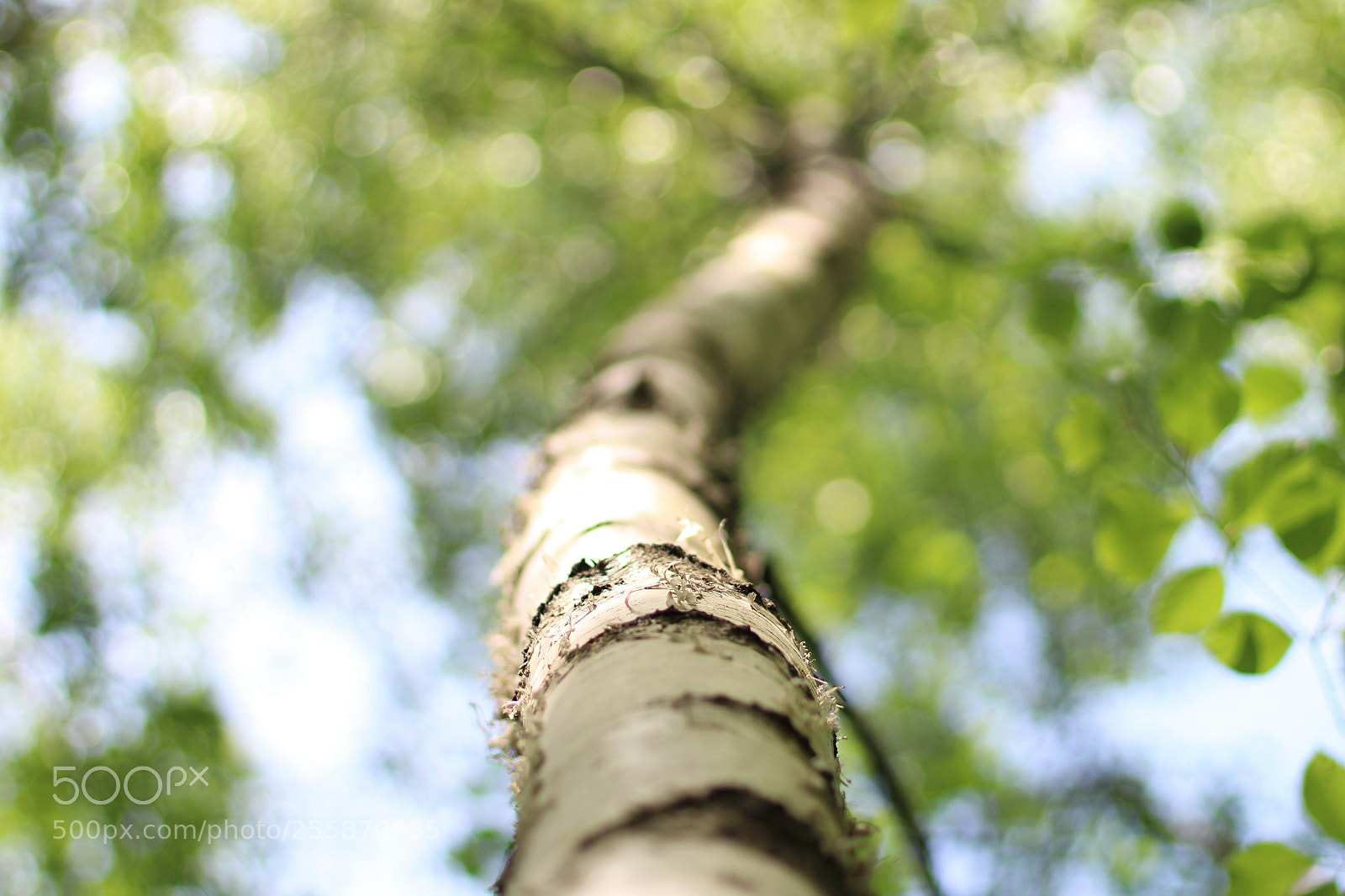 Canon EOS 100D (EOS Rebel SL1 / EOS Kiss X7) sample photo. Glamour of the forest photography