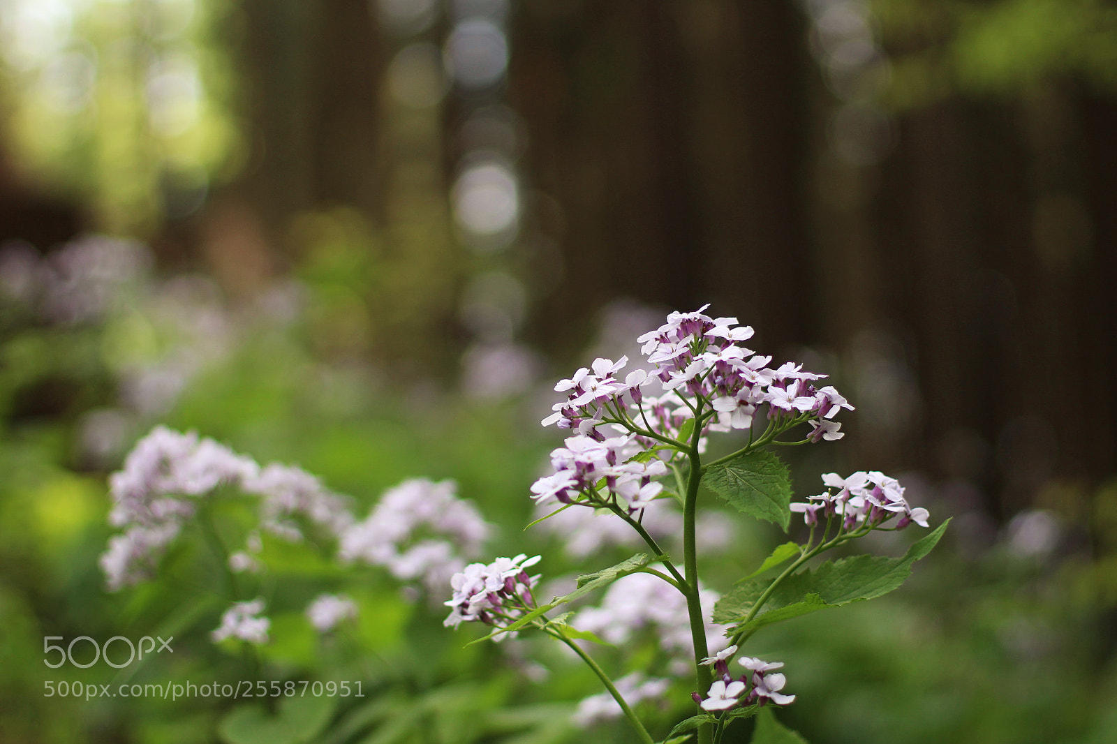 Canon EOS 100D (EOS Rebel SL1 / EOS Kiss X7) sample photo. Glamour of the forest photography