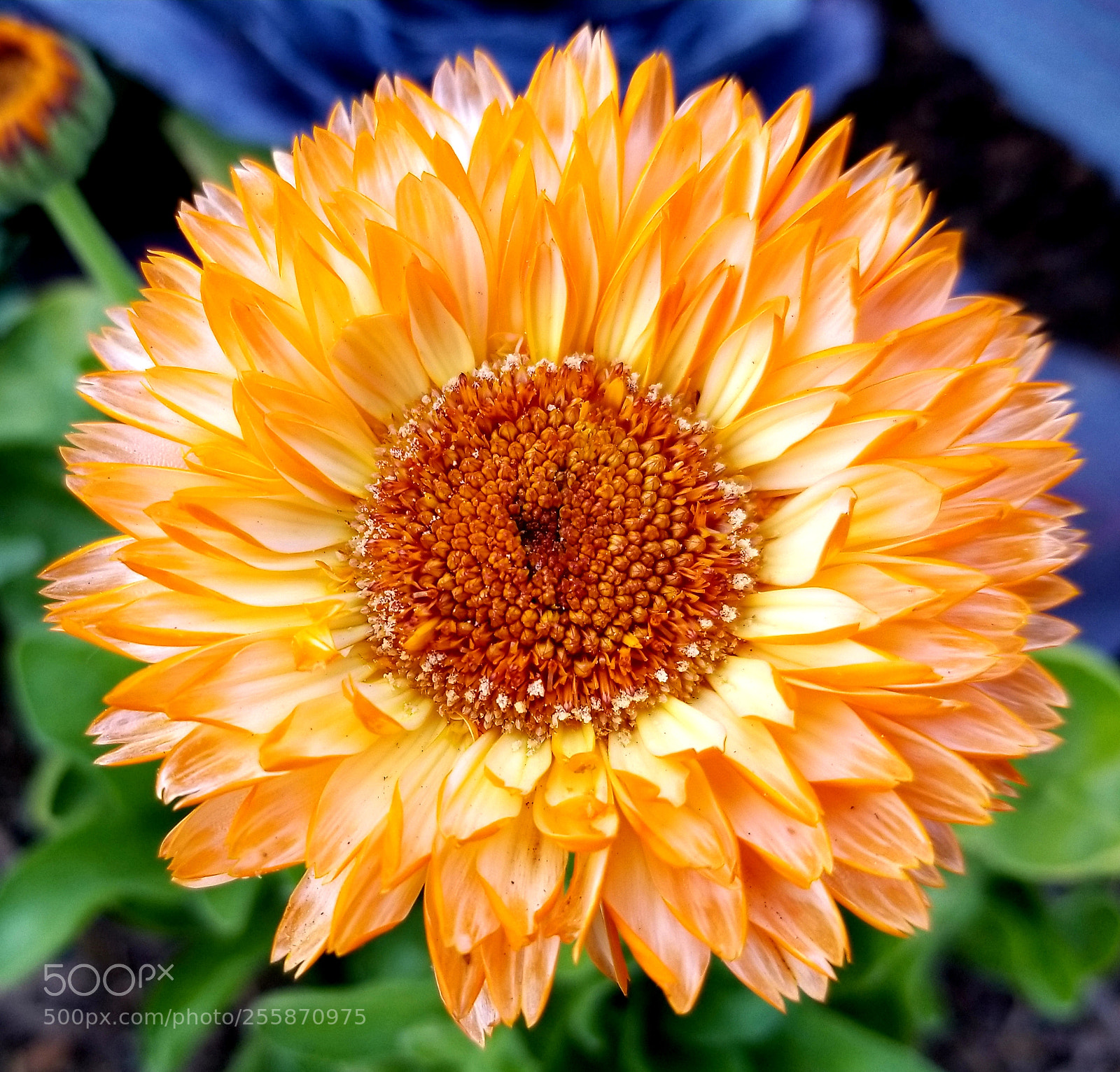 Samsung Galaxy S8 sample photo. Atlanta botanical garden photography
