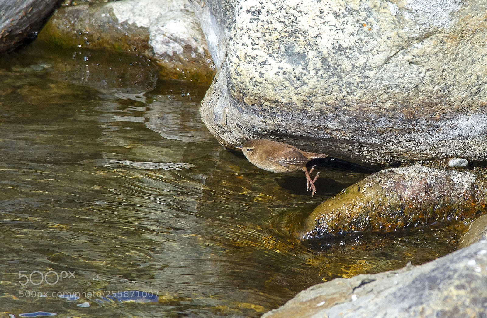 Nikon D3S sample photo. Ten grams in flight photography