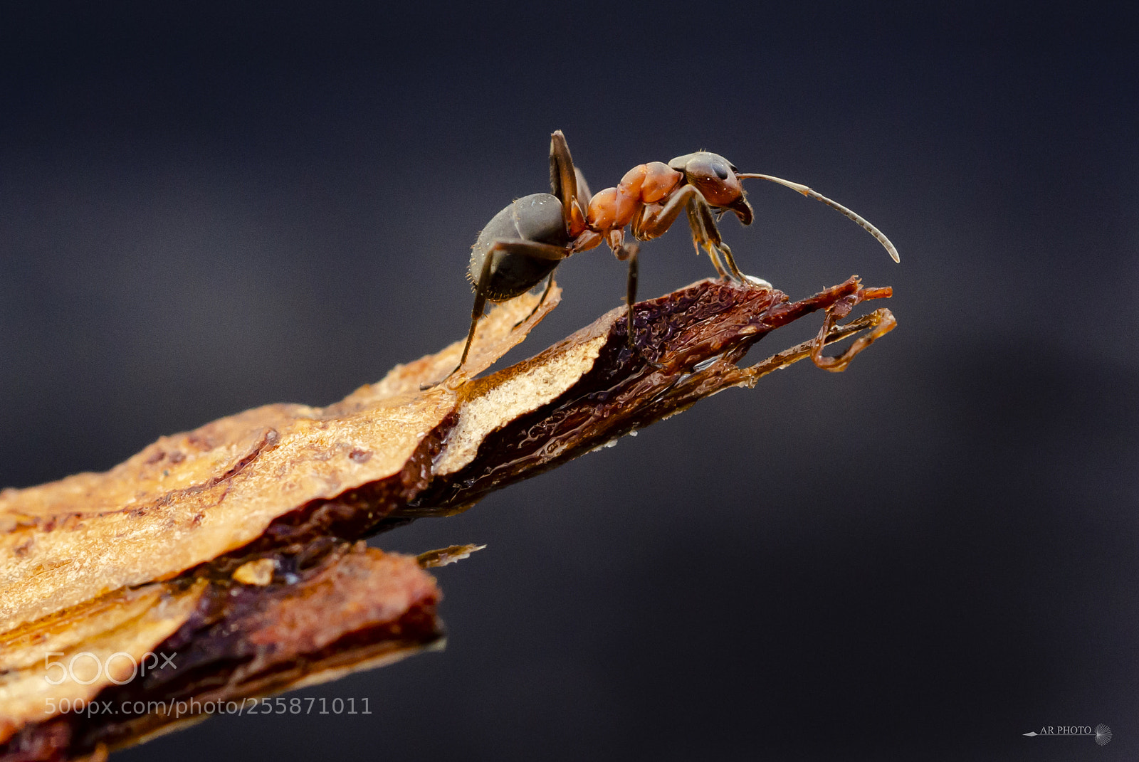 Nikon D7000 sample photo. Ant photography