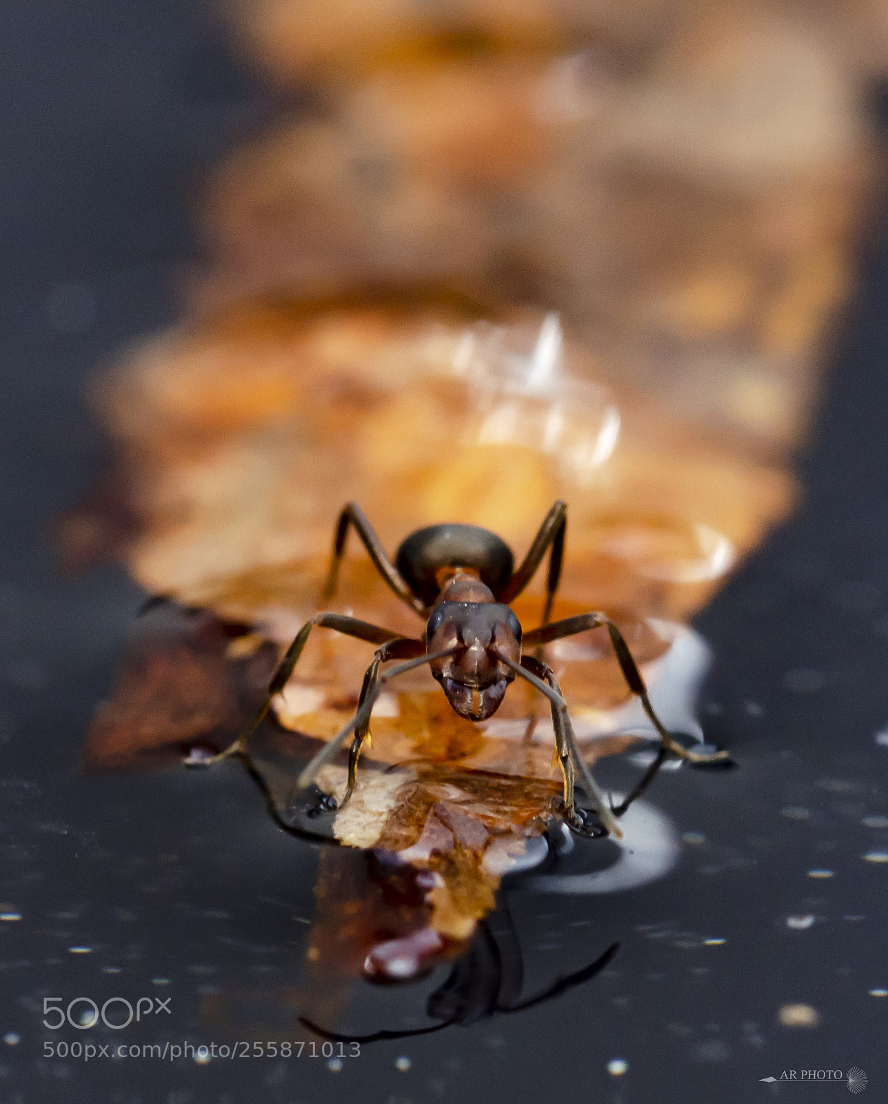 Nikon D7000 sample photo. Ant photography