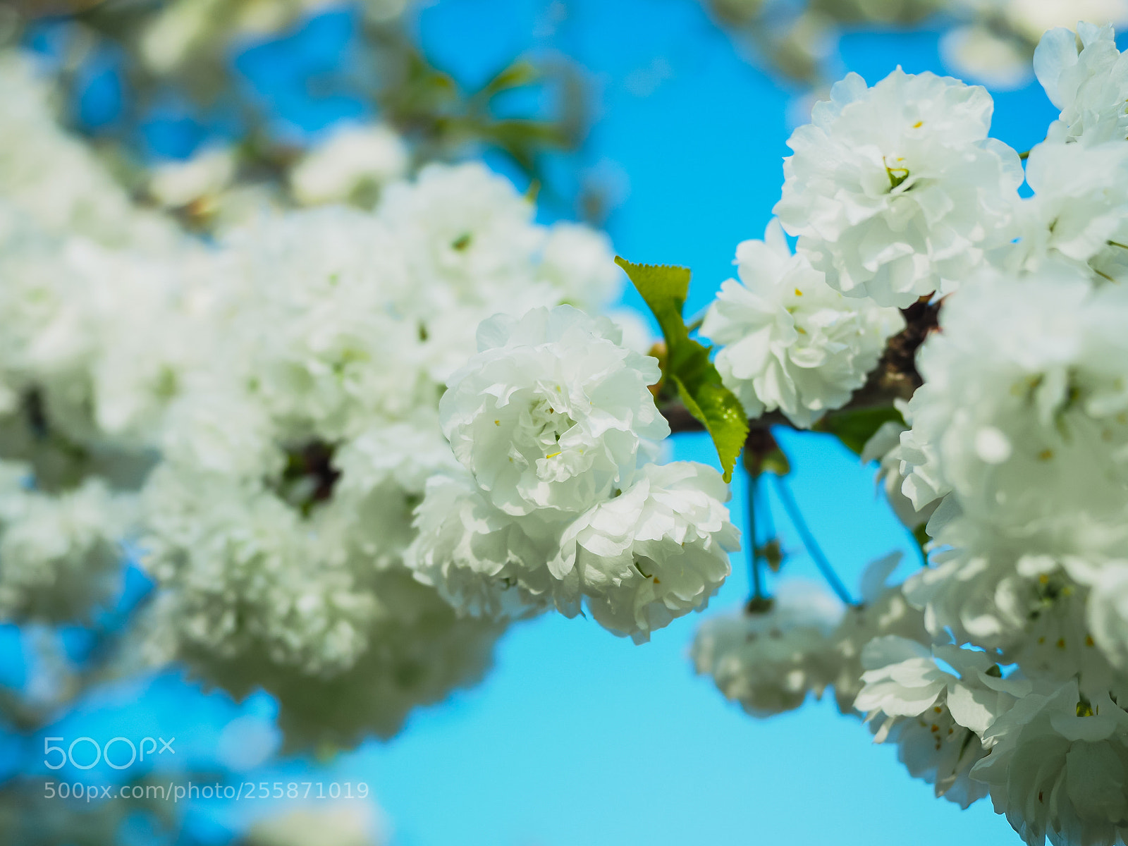 Olympus OM-D E-M5 II sample photo. Spring time photography