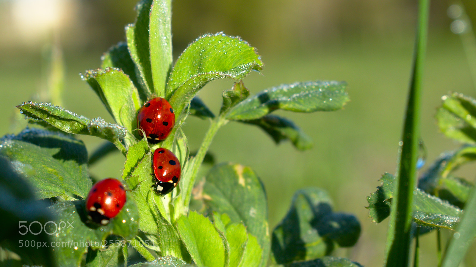 Nikon D5600 sample photo. Ladybugs photography