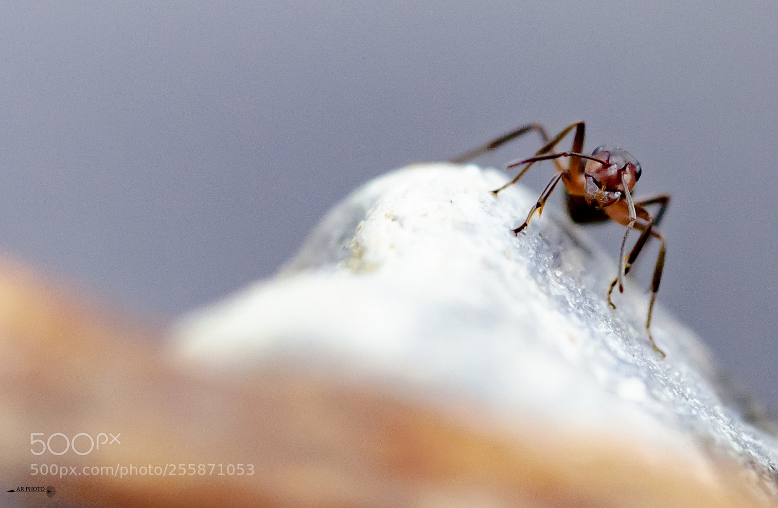 Nikon D7000 sample photo. Ant photography