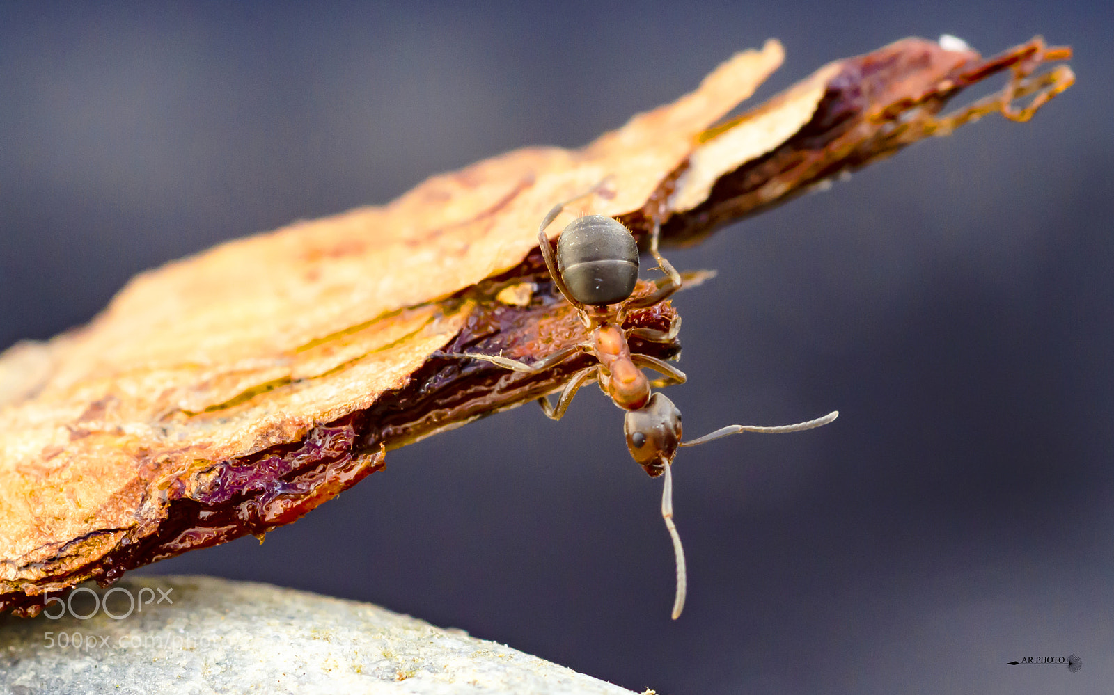 Nikon D7000 sample photo. Ant photography