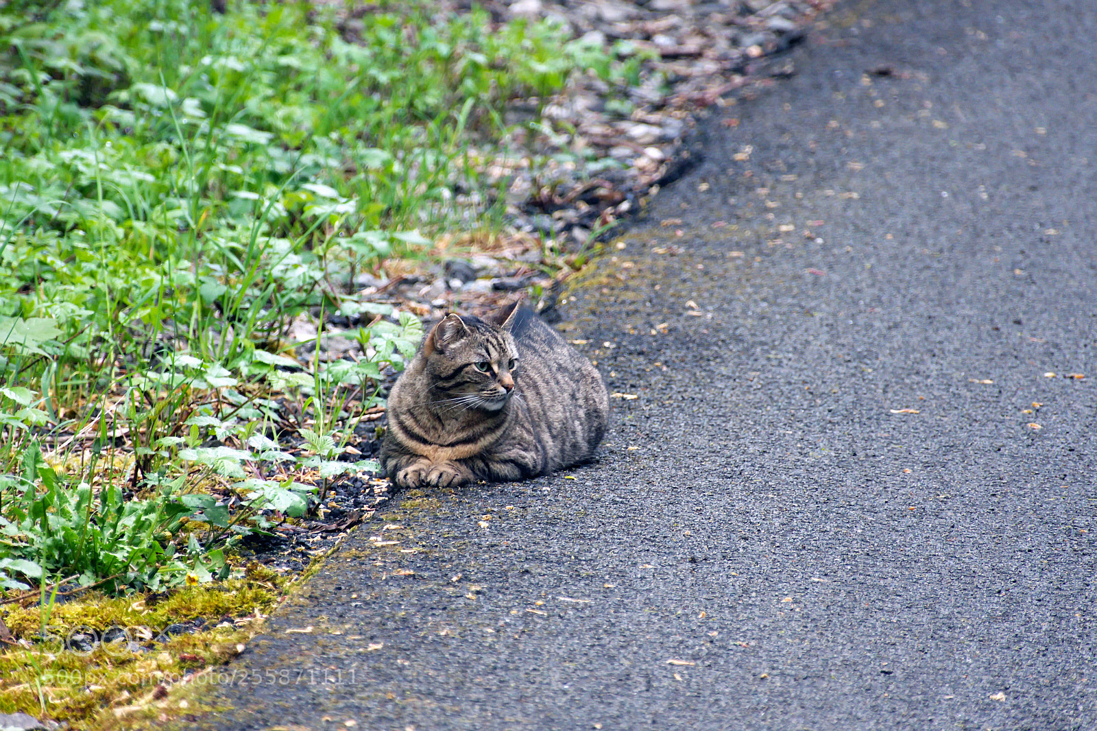 Panasonic Lumix DMC-FZ1000 sample photo. () photography