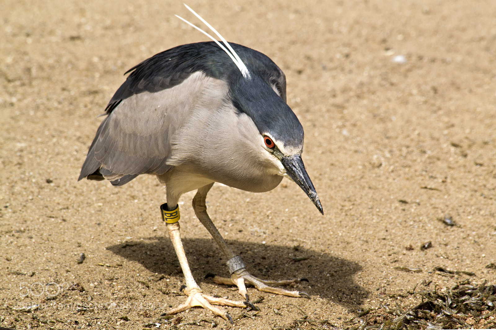 Nikon D3100 sample photo. Black-crowned night heron nycticorax photography