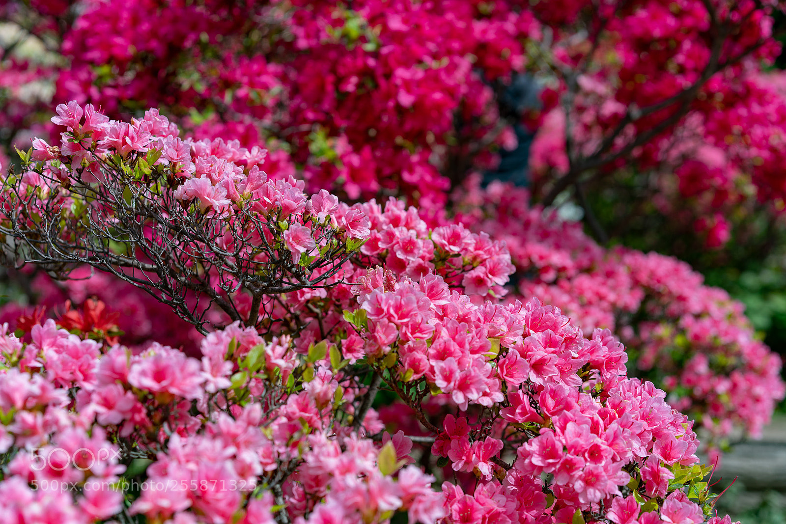 Sony a7R III sample photo. Hayama's flower park photography