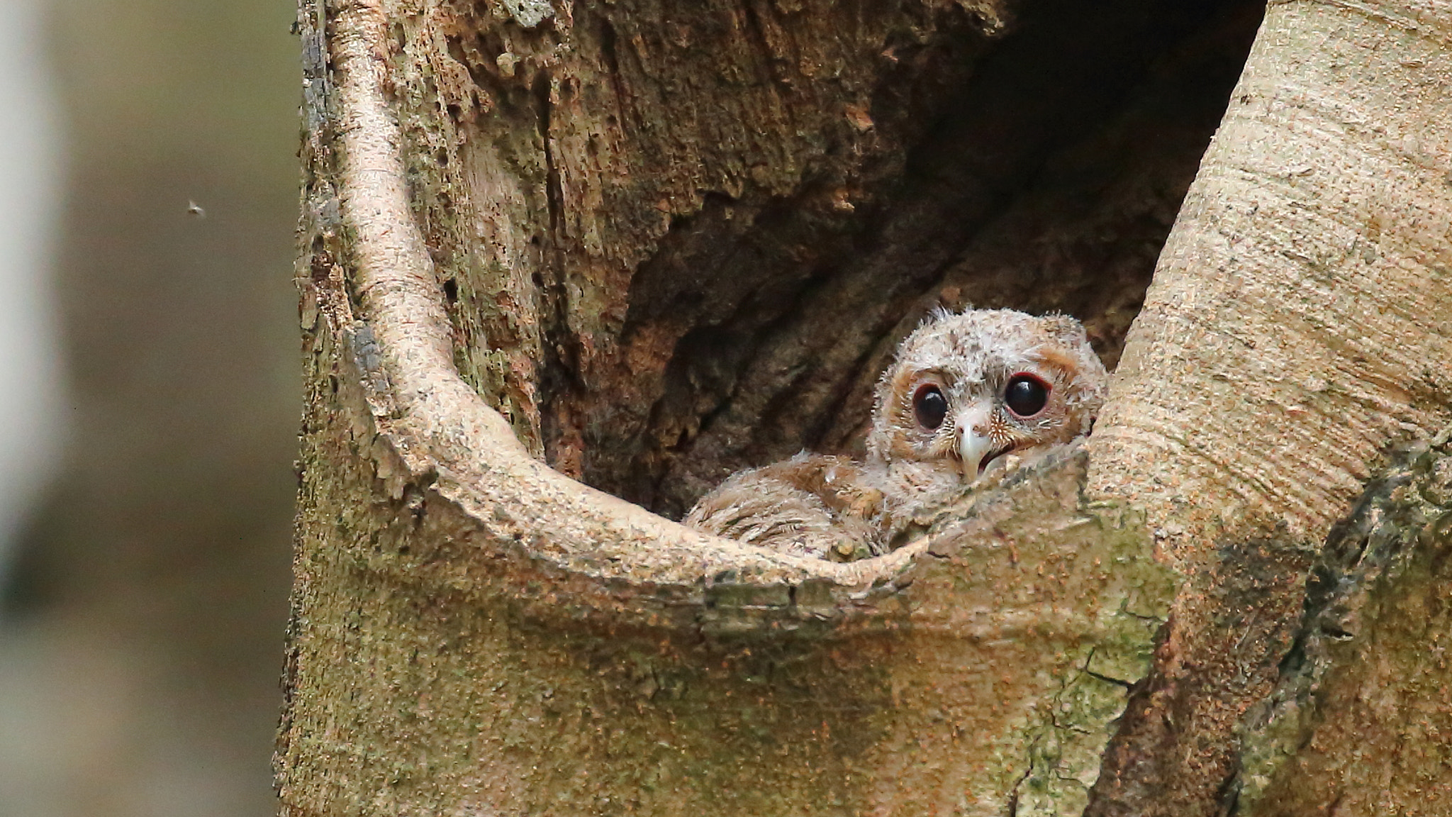 Canon EOS 70D sample photo. 領角鴞~bb collared scops owl~bb photography
