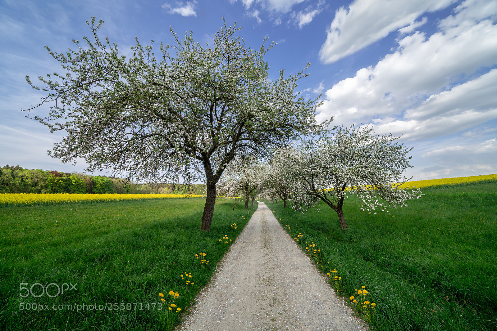 Sony a7R III sample photo. Spring photography