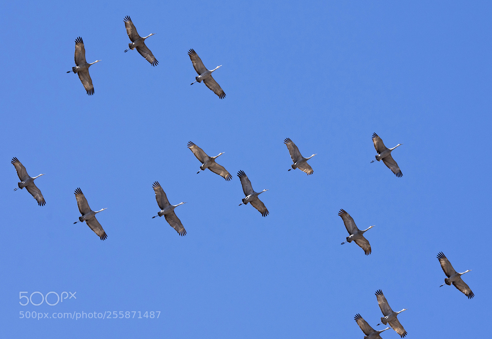 Nikon D7200 sample photo. Crane fly over photography