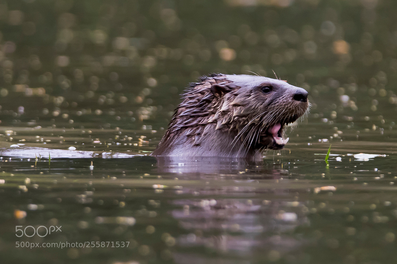 Canon EOS 7D Mark II sample photo. River otter photography