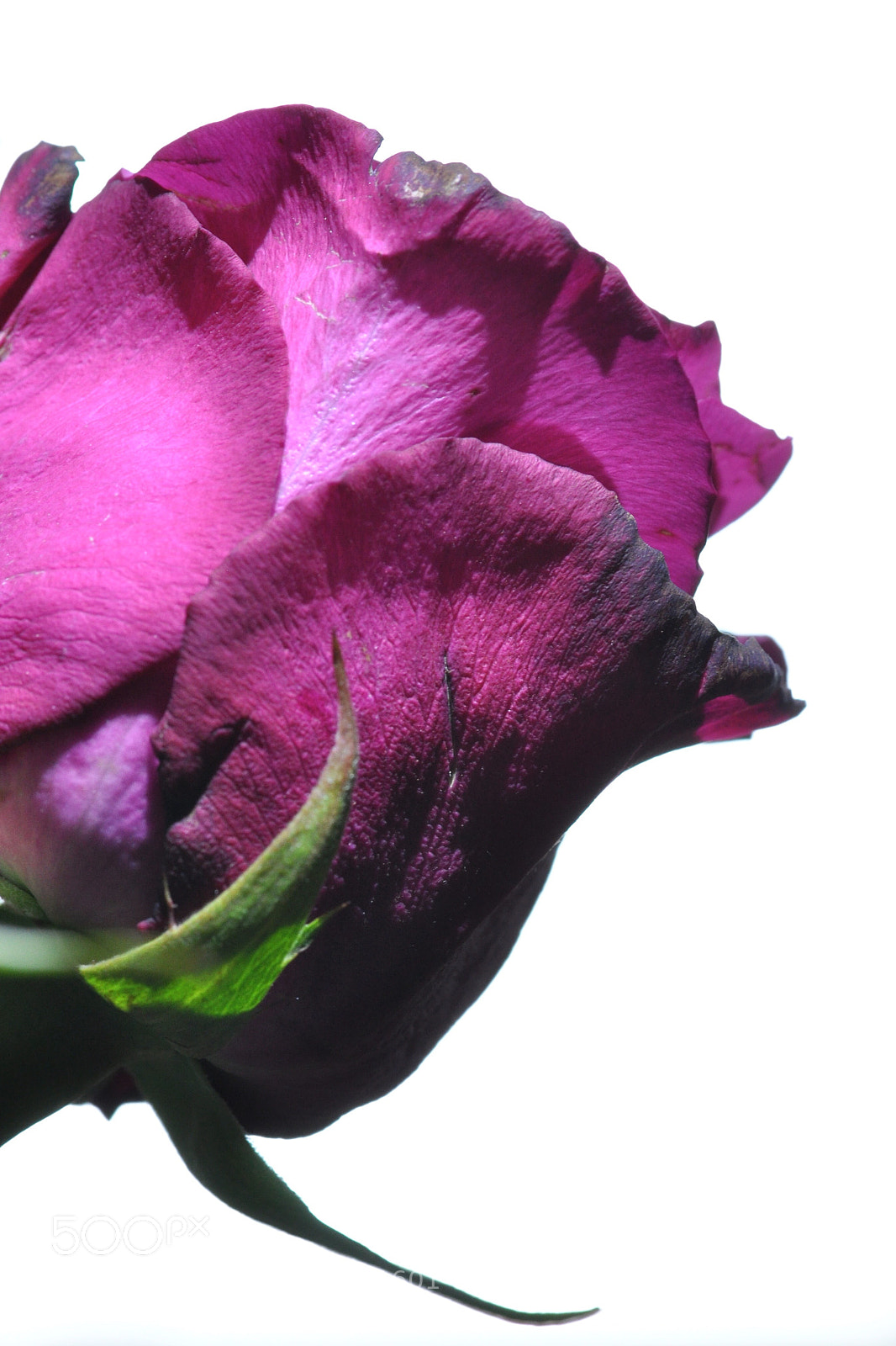 Nikon D90 sample photo. Rose photography