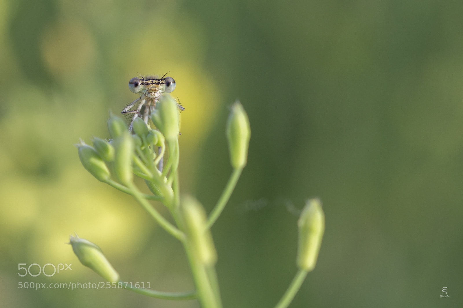 Canon EOS 700D (EOS Rebel T5i / EOS Kiss X7i) sample photo. Platycnemis pennipes photography