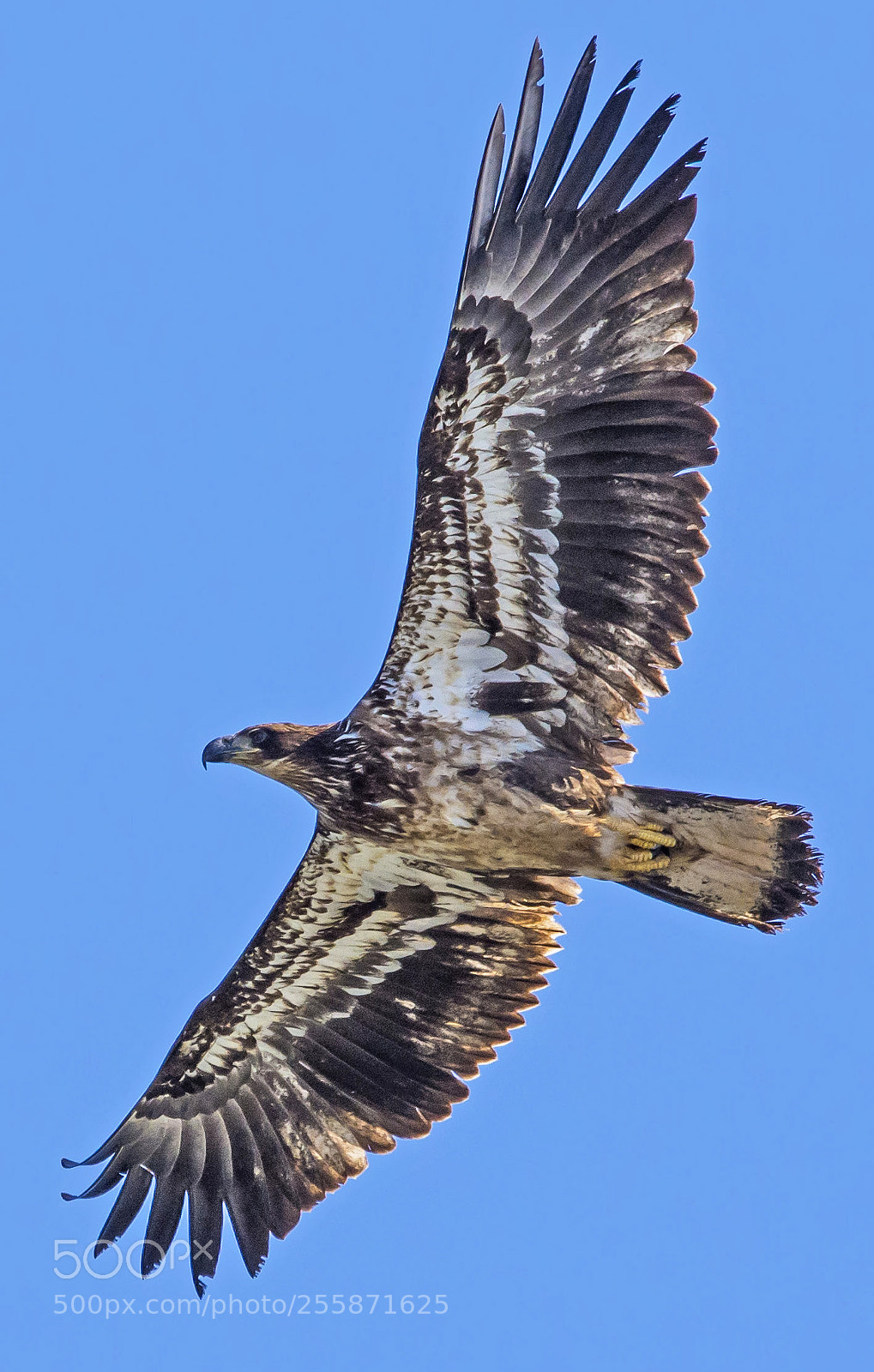 Nikon D7200 sample photo. Immature eagle fly over photography