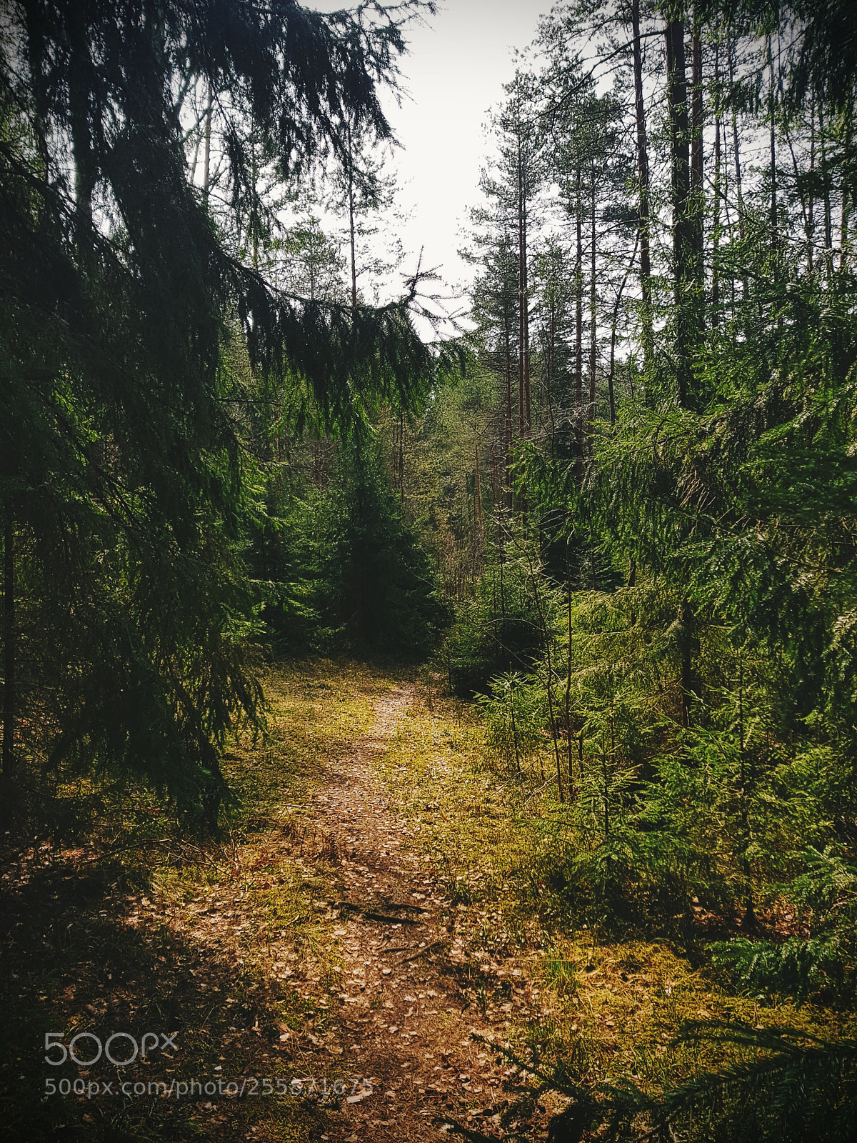 Samsung Galaxy S8+ sample photo. Forest photography