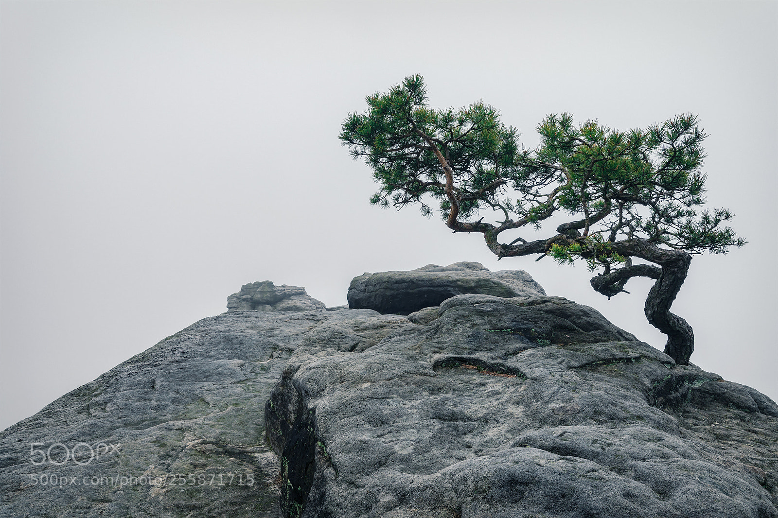 Sony a99 II sample photo. Bonsai kiefer photography