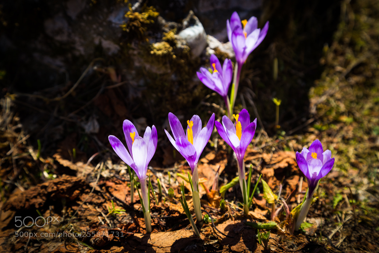 Canon EOS 6D sample photo. Flowers photography
