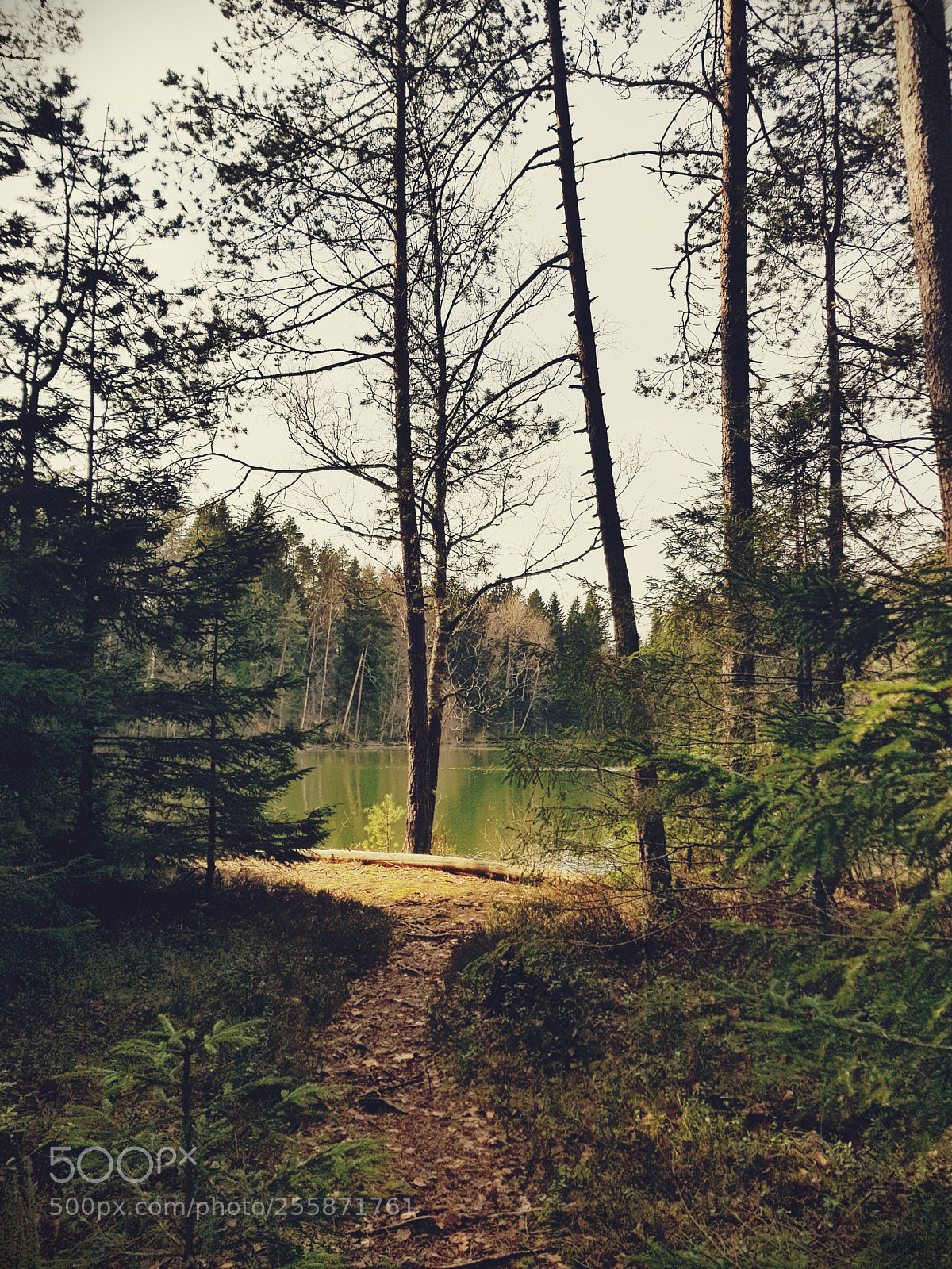 Samsung Galaxy S8+ sample photo. Lake and forest photography