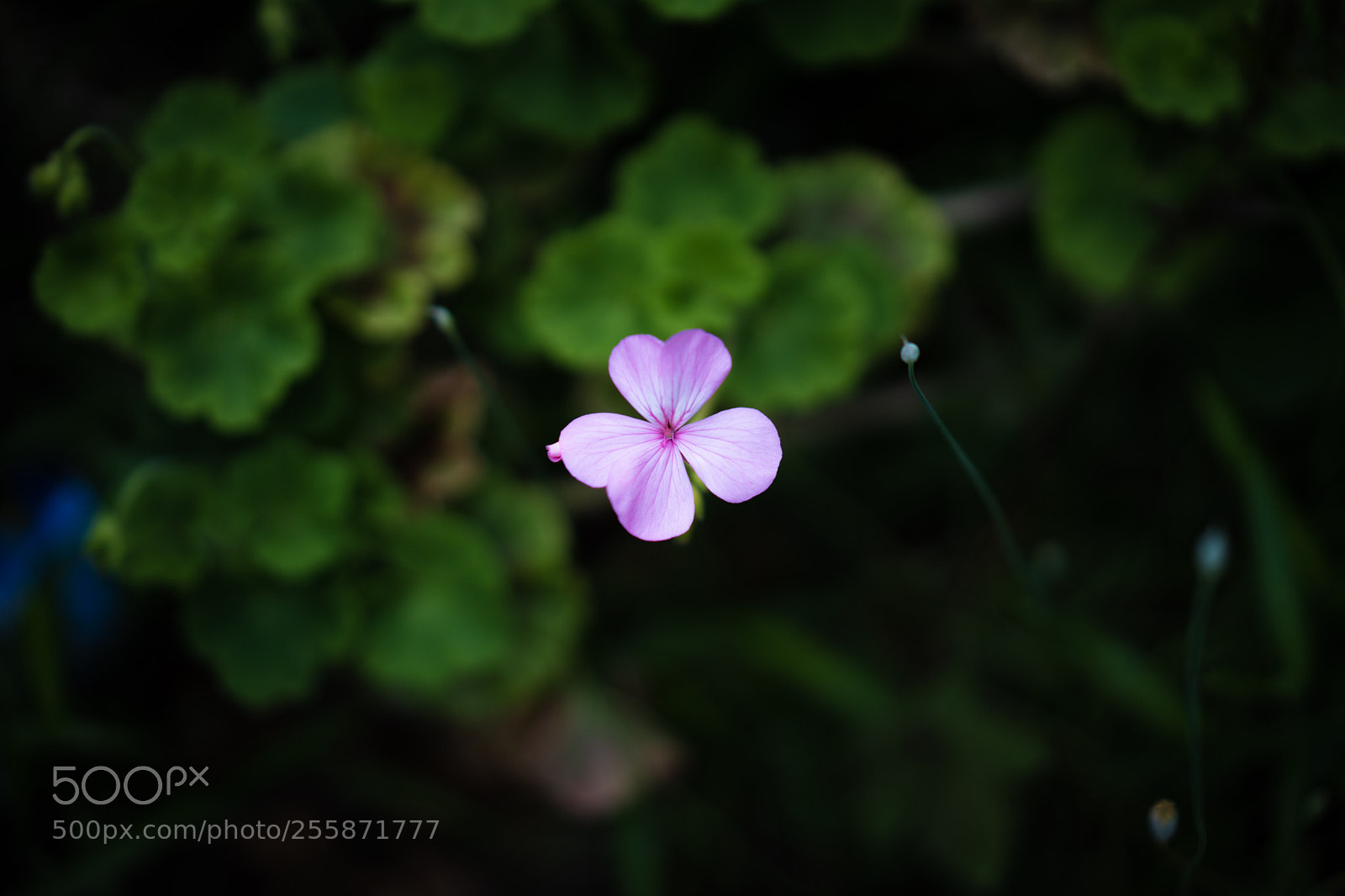 Sony a7 III sample photo. One wild flower in photography