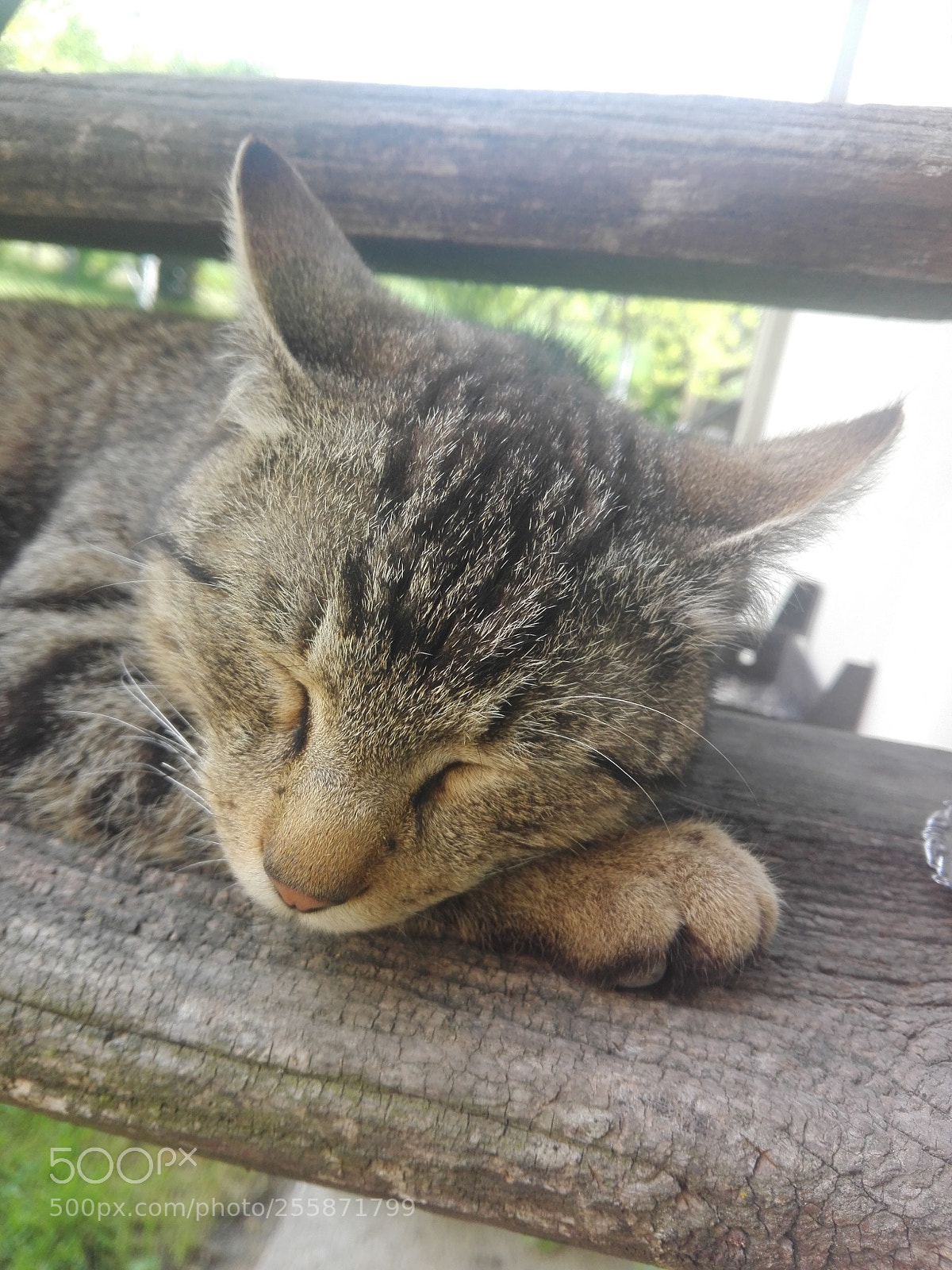 HUAWEI P8 Lite sample photo. Sleeping cat photography