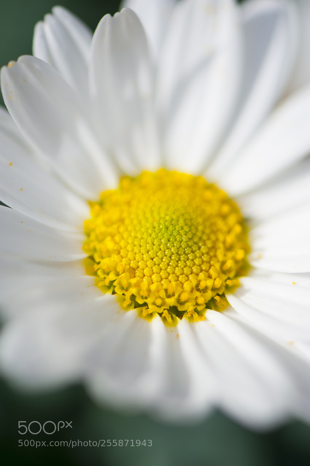 Nikon D700 sample photo. Marghe photography