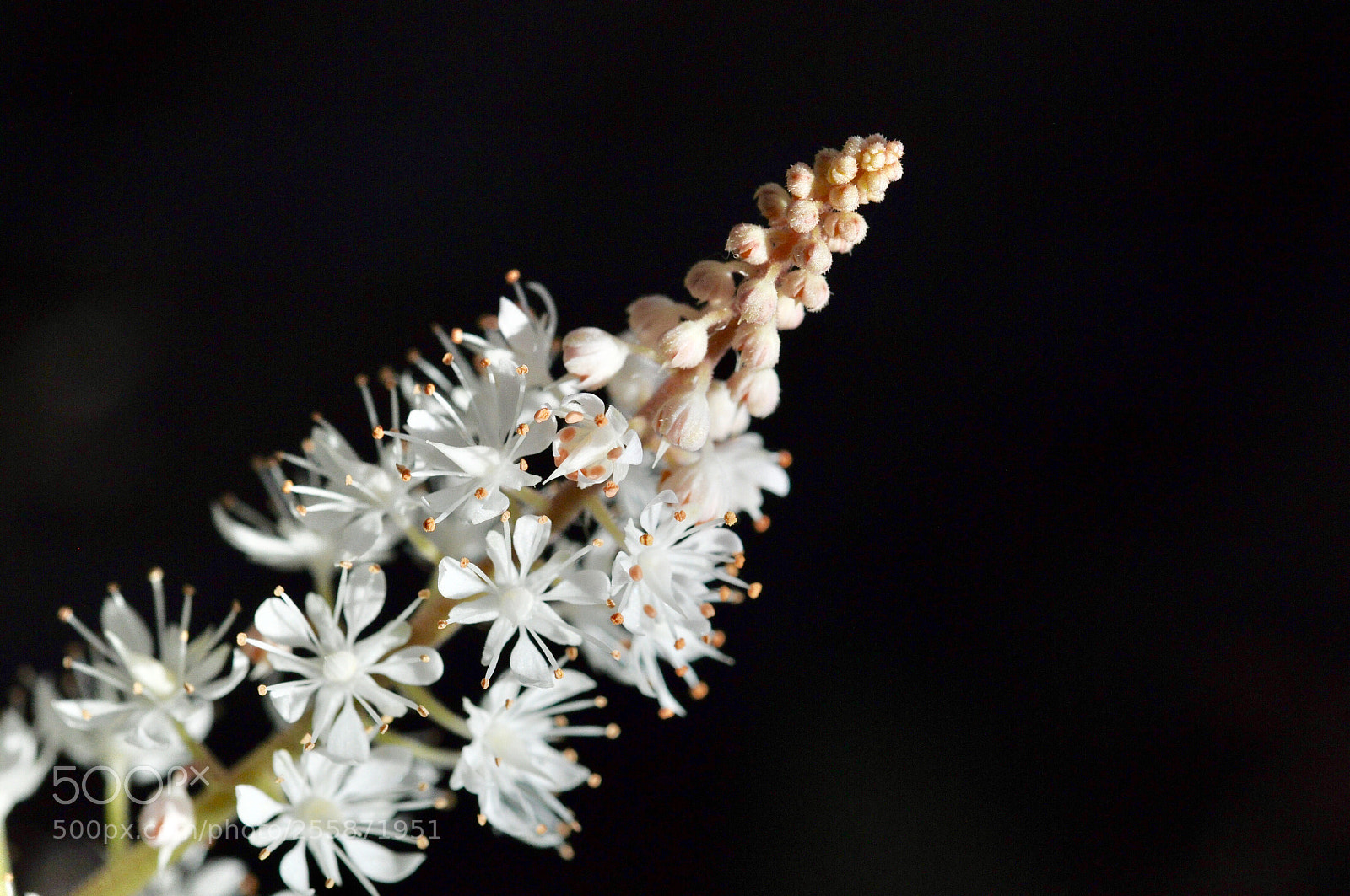 Nikon D90 sample photo. Small white photography