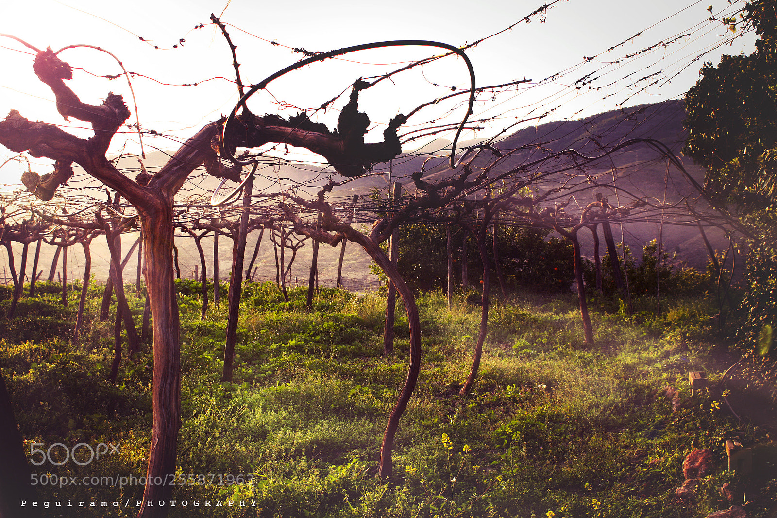 Canon EOS 1000D (EOS Digital Rebel XS / EOS Kiss F) sample photo. Grapes at sunrise photography
