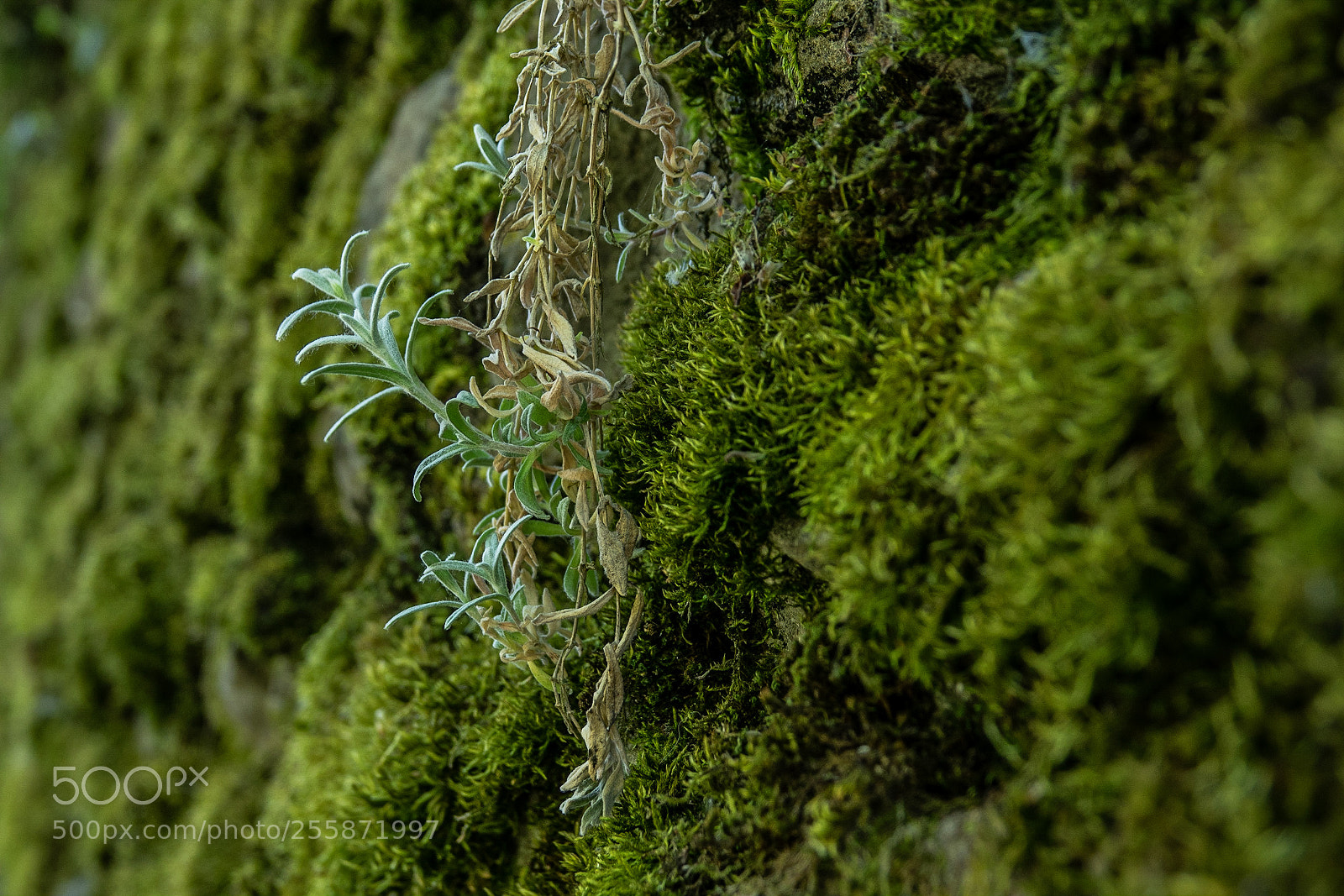 Sony Cyber-shot DSC-RX10 III sample photo. Mossy wall photography