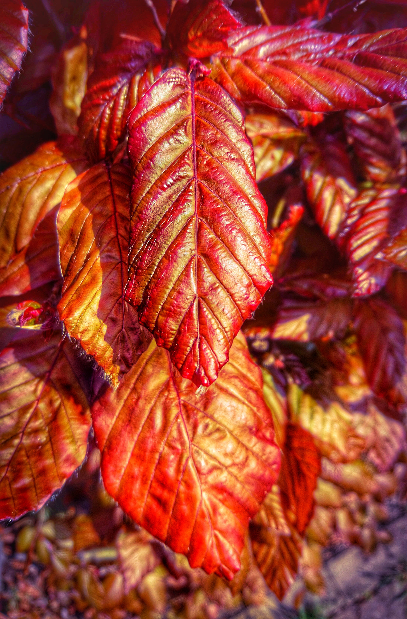 Sony Xperia X sample photo. Fagus photography