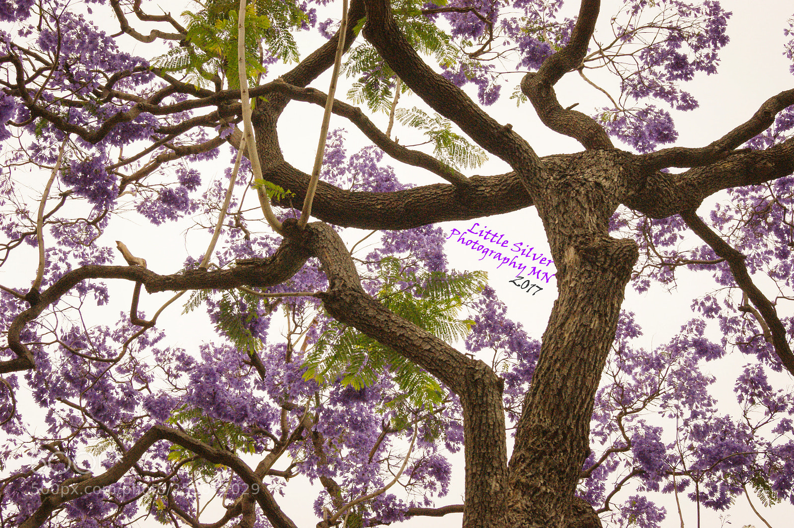 Sony Alpha DSLR-A390 sample photo. Purple tree photography