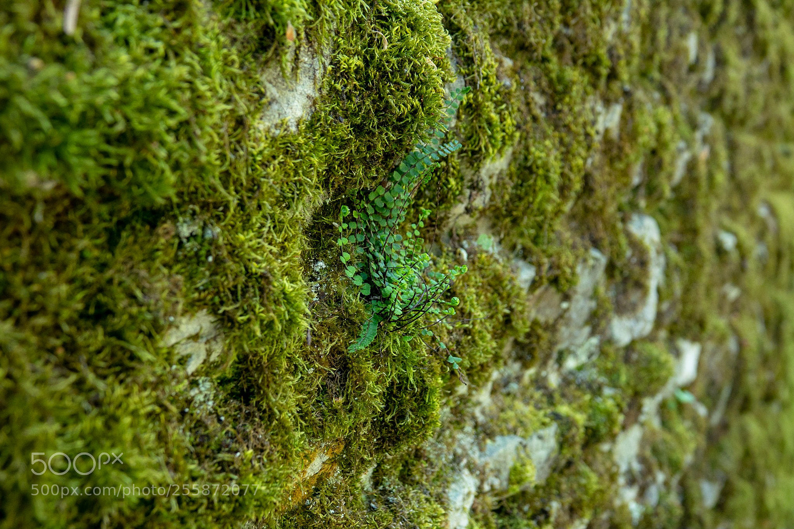 Sony Cyber-shot DSC-RX10 III sample photo. Mossy wall photography