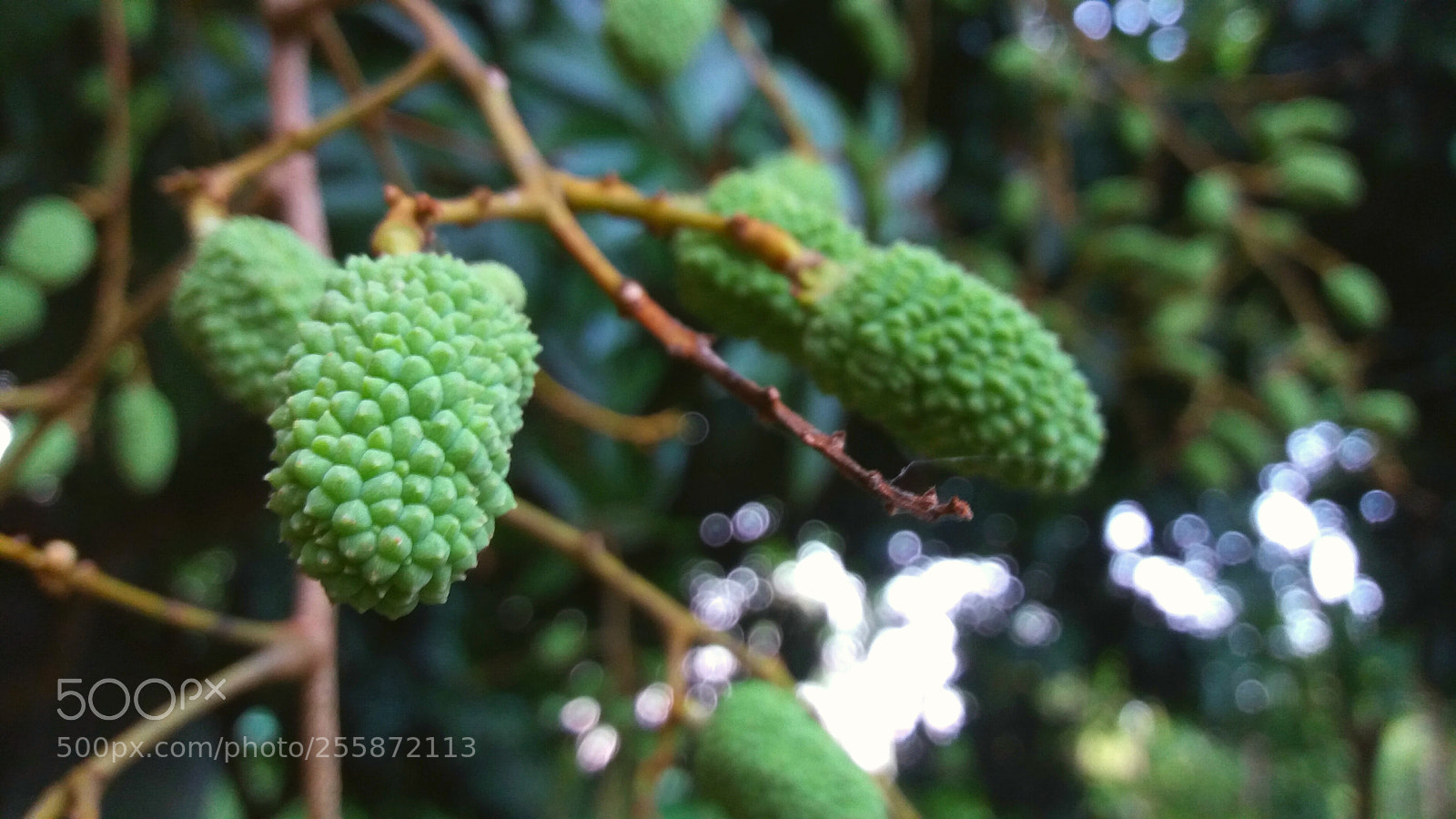 Samsung Galaxy J5 sample photo. Green litchi photography