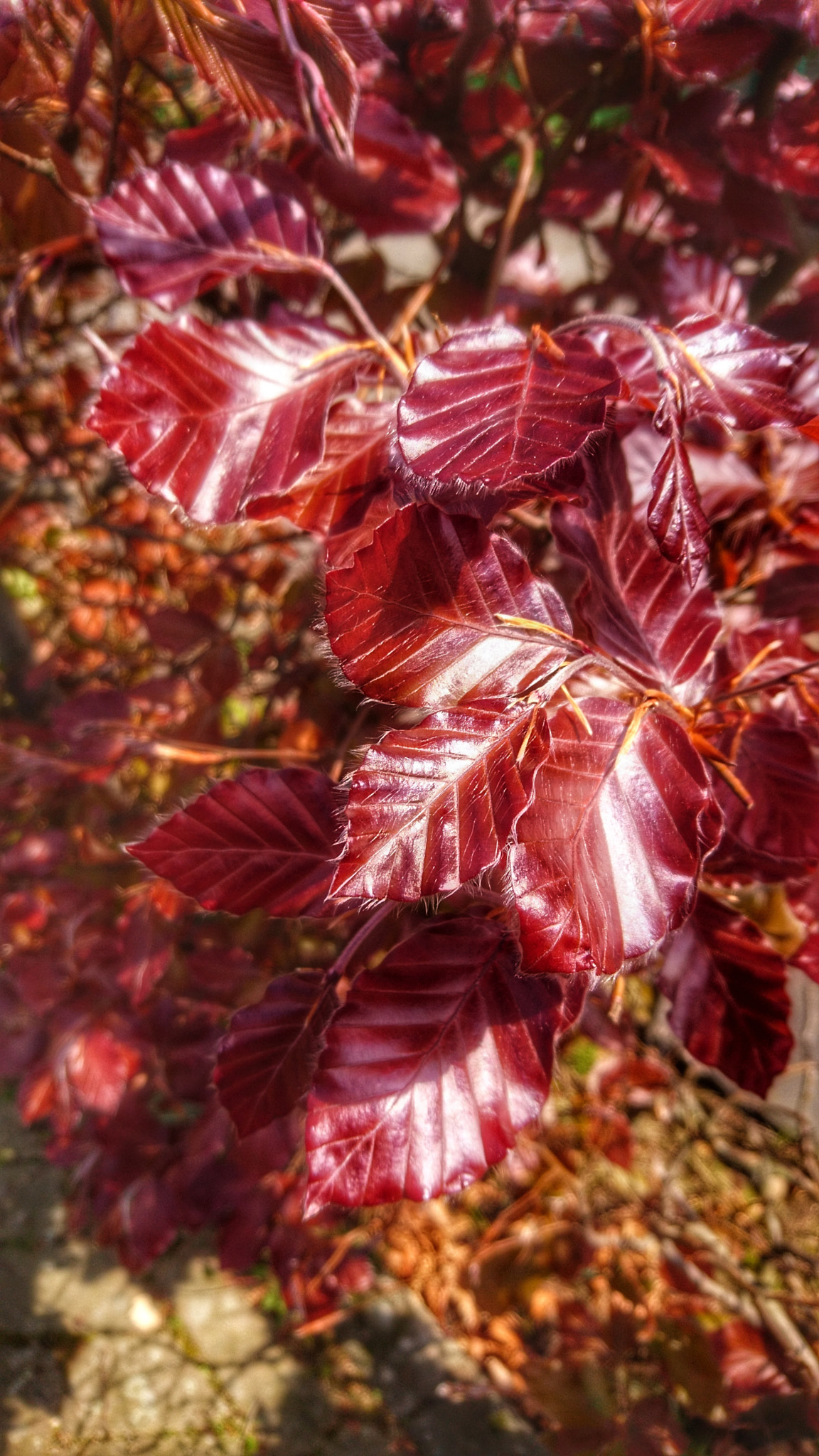 Sony Xperia X sample photo. Fagus leafs photography