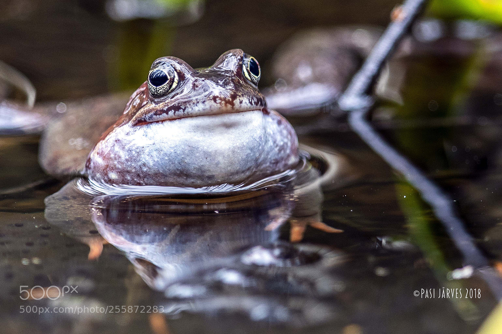 Canon EOS 5D Mark IV sample photo. Frog photography