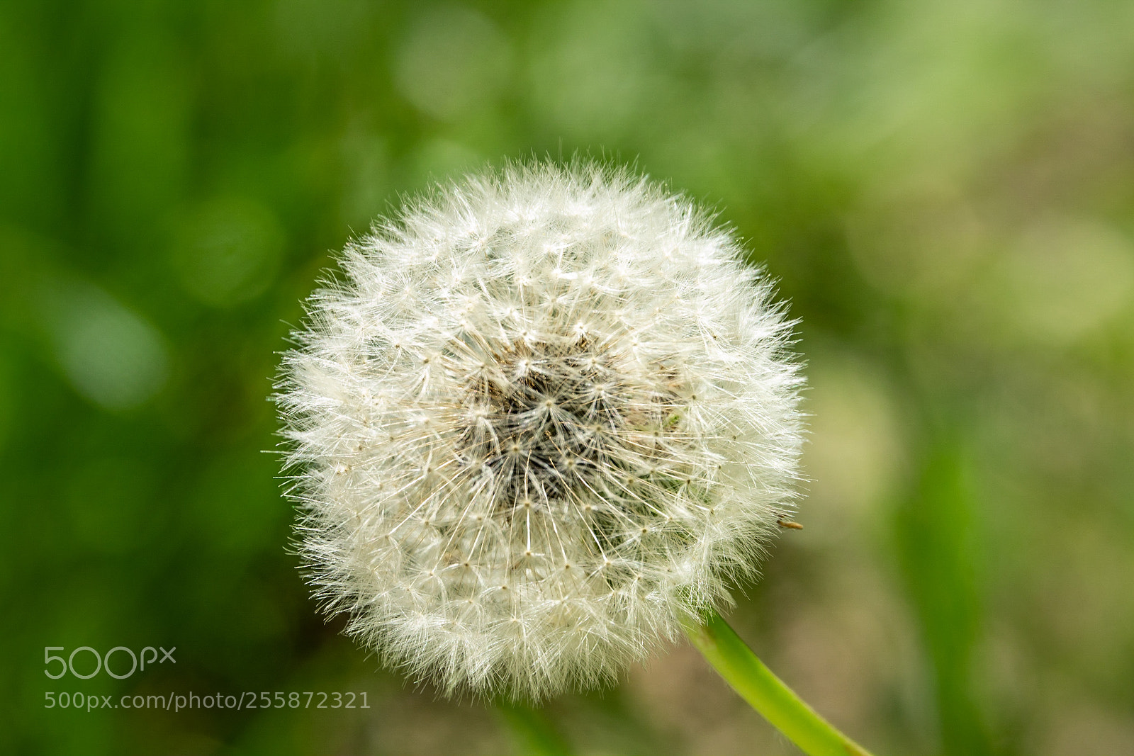 Sony Cyber-shot DSC-RX10 III sample photo. Dandelion photography